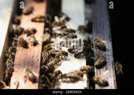 Primo piano di molte api sull'alveare di legno. Foto Stock