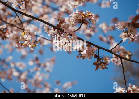 Bella rosa Sakura fiori, fiore di ciliegia durante primavera.sakura albero pieno di fiori rosa fioritura in primavera in un pittoresco giardino. Rami Foto Stock