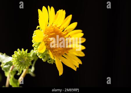 Macro fiore giallo su sfondo nero. fiore selvatico in luce del sole. Il concetto di estate, la bellezza del calore e del risveglio. Desi naturali Foto Stock