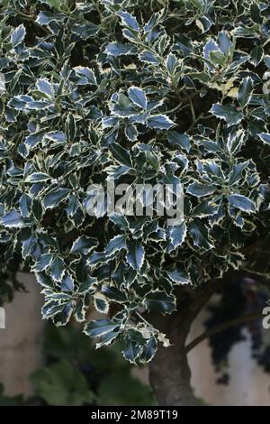 Rami di pianta Holly o Ilex aquifolium Foto Stock