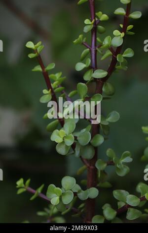 Closee up pianta di Portulacaria afra Foto Stock