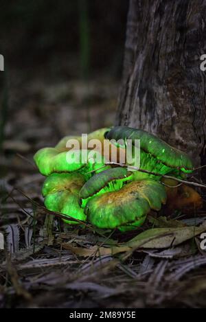 Fungo fantasma (Omphalotus nidiformis) che risplenderà di bioluminescenza Foto Stock