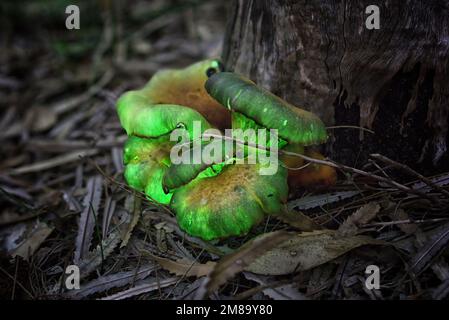 Fungo fantasma (Omphalotus nidiformis) che risplenderà di bioluminescenza Foto Stock