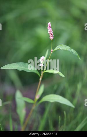 Redshank, Persicaria maculosa, noto anche come Adamo’s gesso, Redleg, Ladysthumb Spoted o Lady’s-thumb Spoted, pianta selvatica dalla Finlandia Foto Stock