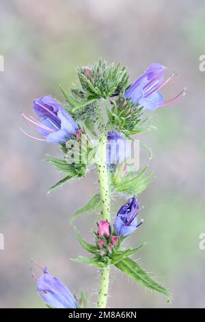 Viper's Bugloss, Echium vulgare, noto anche come Blue Devil o Blueweed, pianta fiorita selvaggia dalla Finlandia Foto Stock