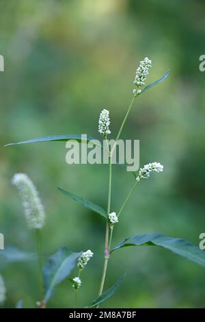 Pallido Persicaria, Persicaria lapatifolia, noto anche come Curlytop annodweed, pale smartweed o Willow weed, pianta selvatica dalla Finlandia Foto Stock