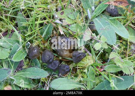 Leotia lubrica, comunemente noto come jelly baby o jellybaby, funghi selvatici dalla Finlandia Foto Stock