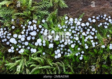 Comatricha nigra, plasmodial slime stampo, sporangia sul decadimento di legno in Finlandia Foto Stock