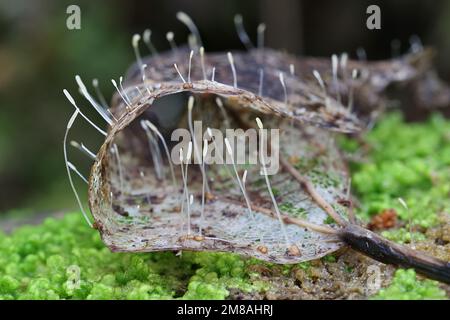 Typhula lutescens, un fungo slanciato del randello che cresce su foglia caduta, nessun nome inglese comune Foto Stock