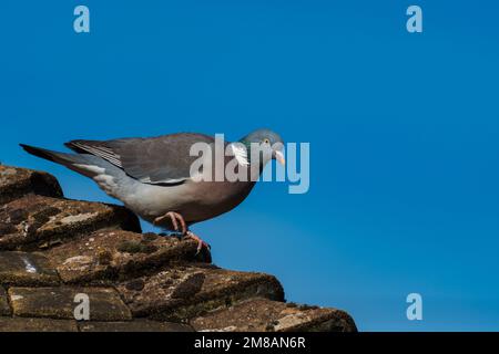 Woodpicceon al sole su un tetto, Columba Palumbus, piccione di legno Foto Stock