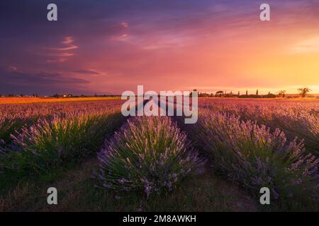 Campi di fiori di lavanda e bellissimo tramonto. Marina di Cecina, provincia di Livorno, regione Toscana, Italia, Europa Foto Stock