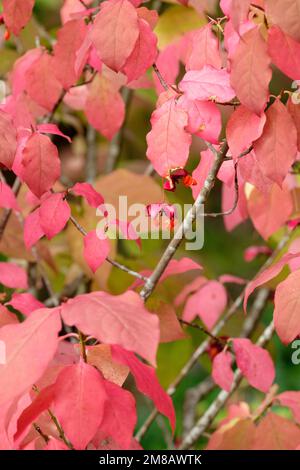 Euonymus planipes Sancho, Euonymus sachalinensis Sancho, fuso piatto Sancho, frutti rossi in autunno, fogliame rosso autunno Foto Stock