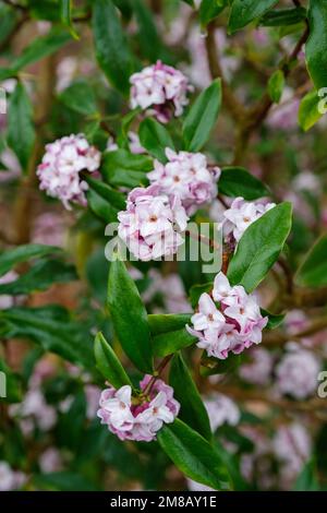 Daphne bholua Jacqueline Postill, daphne Jacqueline Postill, arbusto sempreverde con fiori rosa-viola e bianchi in grappoli terminali Foto Stock