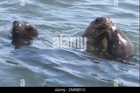 Giovani e femminili leoni marini sudamericani (Otaria flavescens) mostrano interesse in una barca di passaggio nella speranza di ottenere un po 'di pesce. Pisco Bay, El Chaco, Foto Stock
