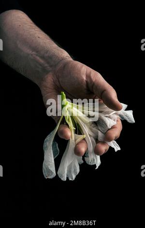 mano dell'uomo che tiene il fiore selvaggio, concetto di tristezza malinconica fatica disperazione o depressione Foto Stock