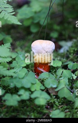 Ganoderma lucidum, comunemente noto come lingzhi o Reishi, fungo poliporo selvatico medicinale dalla Finlandia Foto Stock