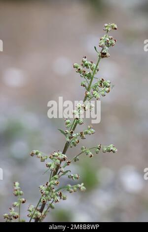 Artemisia vulgaris, noto come comuni artemisia, Riverside assenzio, elon herb, crisantemo infestante o assenzio selvatico, una tradizionale pianta medicinale Foto Stock