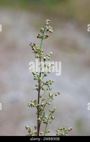 Artemisia vulgaris, noto come comuni artemisia, Riverside assenzio, elon herb, crisantemo infestante o assenzio selvatico, una tradizionale pianta medicinale Foto Stock