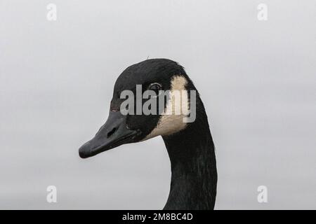 ritratto d'oca vicino al lago windemere in una giornata piovosa Foto Stock