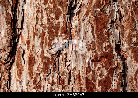 Abbaio di un albero astratto sfondo grafico dseign Foto Stock