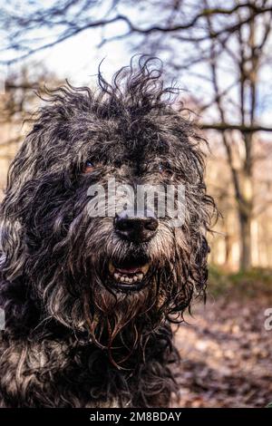 Simpatico bucky Bouvier des Flandres cane nel bosco in una giornata di sole Foto Stock