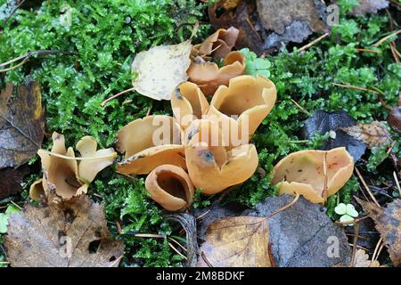 Otidea onotica, comunemente nota come orecchio di lepre, fungo selvatico dalla Finlandia Foto Stock