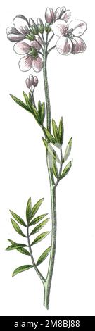 Fiore di cucù Cardamine pratensis, (libro di botanica, 1909), Wiesen-Schaumkraut Foto Stock