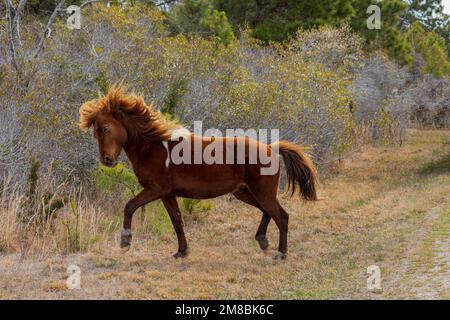 Assateague Pony (Equus caballus) a Assateague Island National Seashore, Maryland Foto Stock