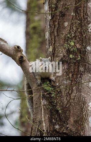 Lo scoiattolo volpe della penisola di Delmarva (Sciurus niger cinereus) è una specie in via di estinzione nel Chincoteague National Wildlife Refuge, Virginia Foto Stock