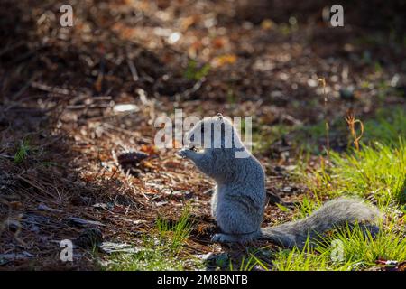 Lo scoiattolo volpe della penisola di Delmarva (Sciurus niger cinereus) è una specie in via di estinzione nel Chincoteague National Wildlife Refuge, Virginia Foto Stock