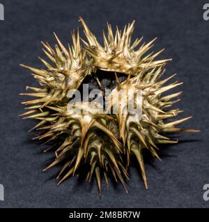 La capsula di semi del fiore della luna o di Datura è ben protetta con un involucro di spirkey che tiene tutto tranne il meglio equipaggiato dall'ottenere ai semi. Foto Stock