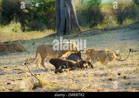 2 Lions (Panthera leo) che tirano su una carcassa di Cape Buffalo. Parco Nazionale di Bwabwata, Namibia Foto Stock