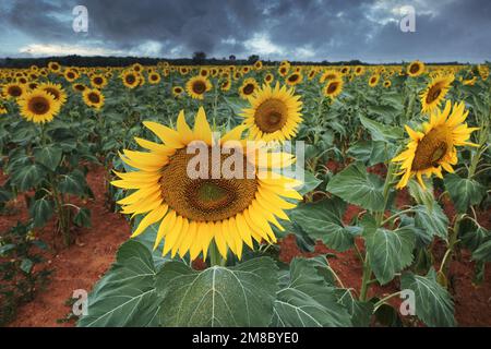 Campo di girasole giallo luminoso di fronte ad un cielo blu scuro drammatico in estate. Agricoltura in Provenza, Francia. Foto Stock
