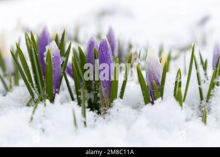 Germogli di cocci sono cresciuti da sotto la neve nel mese di aprile Foto Stock