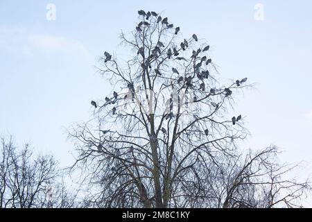 Un gregge di piccioni è seduto su un albero contro il cielo Foto Stock