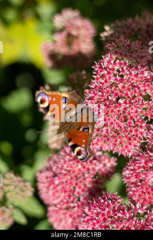 Una farfalla di pavone sta mangiando su un fiore rosa di Sedum - cavolo di lepre. Un aiuola con fiori impollinazione da parte di insetti. Farfalle volare. Natura giorno di sole. Insetto. Ali di farfalla. Pianta verde primo piano. Foto Stock