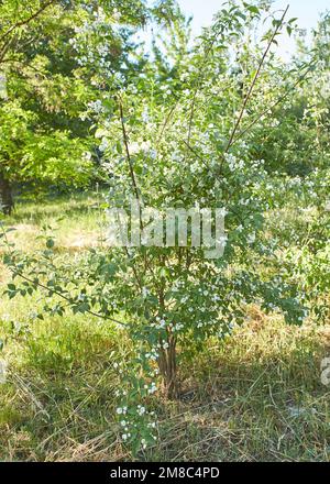 Philadelphus coronarius (dolce mock arancio, dogwood inglese). Giardino bianco fiori di gelsomino. Sfondo primavera fioritura. Panorama, banner. Foto Stock