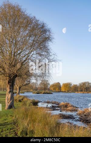 Mezza luna su Heron stagno Bushy Park vicino a Londra UK Foto Stock