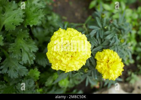 Fiori gialli di Tagetes erecta nel giardino. Estate e primavera. Foto Stock