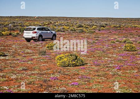 Un SUV bianco su un piccolo sentiero Namaqualand circondato da fiori primaverili selvatici. Foto Stock