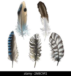 Belle piume e uova con macchie e strisce in un armonioso schema colore di toni contenuti in varie composizioni Foto Stock