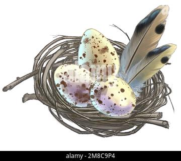 Disegno di uova di uccello in un nido dal mondo della fauna selvatica Foto Stock