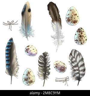 Belle piume e uova con macchie e strisce in un armonioso schema colore di toni contenuti in varie composizioni Foto Stock