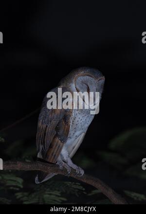 Civetta con gli occhi chiusi seduta sul ramo Foto Stock