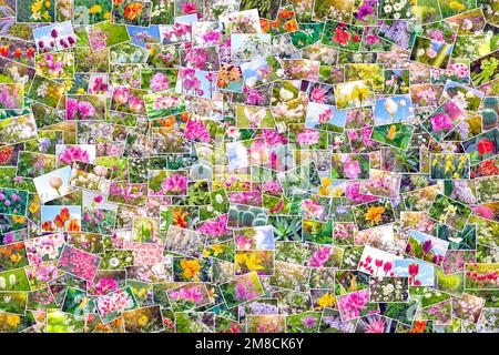 Molte foto di fiori colorati e luminosi (tulipani, rododendri e altro) in giardino nel giorno d'estate come collage floreale. Foto Stock