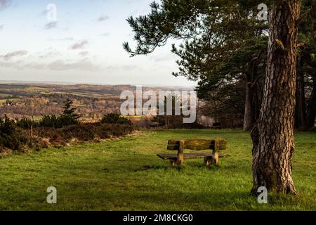 Bella panca tranquilla vicino a un grande albero che si affaccia sulla vista della foresta di Ashdown in mattinata Foto Stock