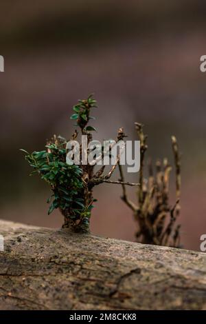 Cute pianta del bambino che cresce da un ceppo nello sfondo della foresta Foto Stock