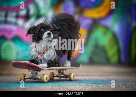 Carino cane cinese in polvere crestato con skateboard su sfondo colorato Foto Stock