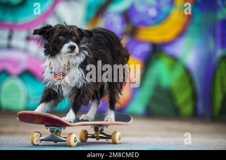 Carino cane cinese in polvere crestato con skateboard su sfondo colorato Foto Stock