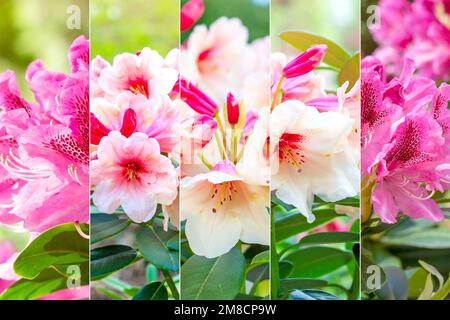 Molti fiori di rododendro bianco e rosa fiorito luminoso e colorato in giardino il giorno d'estate come collage floreale. Foto Stock